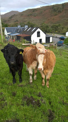 Cattle