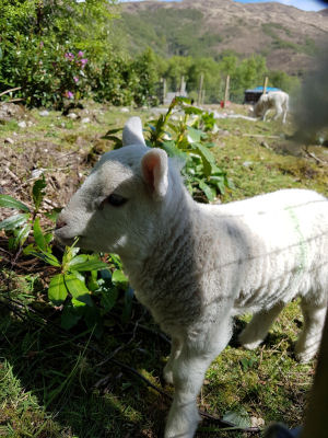 Lamb